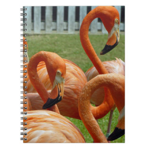 Colourful flamingos notebook