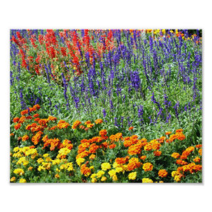Colourful Flower Garden 10x8 Floral Photo Print