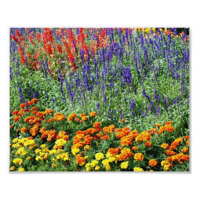 Colourful Flower Garden 10x8 Floral Photo Print (Front)