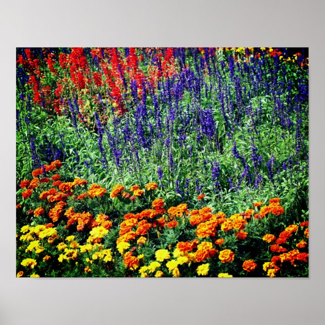 Colourful Flower Garden In Summer  Poster (Front)
