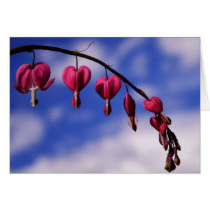 [Colourful Flowers] Bleeding Heart Greeting Card