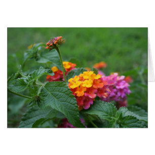 [Colourful Flowers] Lantana camara - Greeting Card