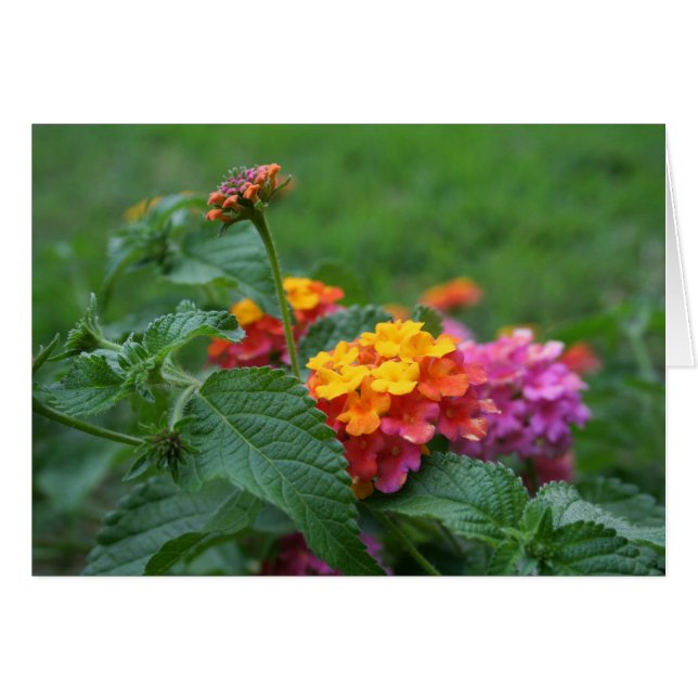 [Colourful Flowers] Lantana camara - Greeting Card (Front Horizontal)