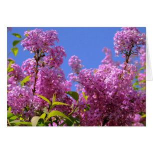 [Colourful Flowers] Lilac Syringa - Greeting Card