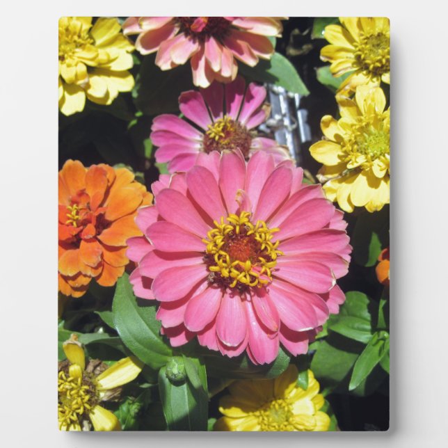 Colourful Flowers Plaque (Front)