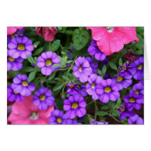 [Colourful Flowers] Purple Calibrachoa Card