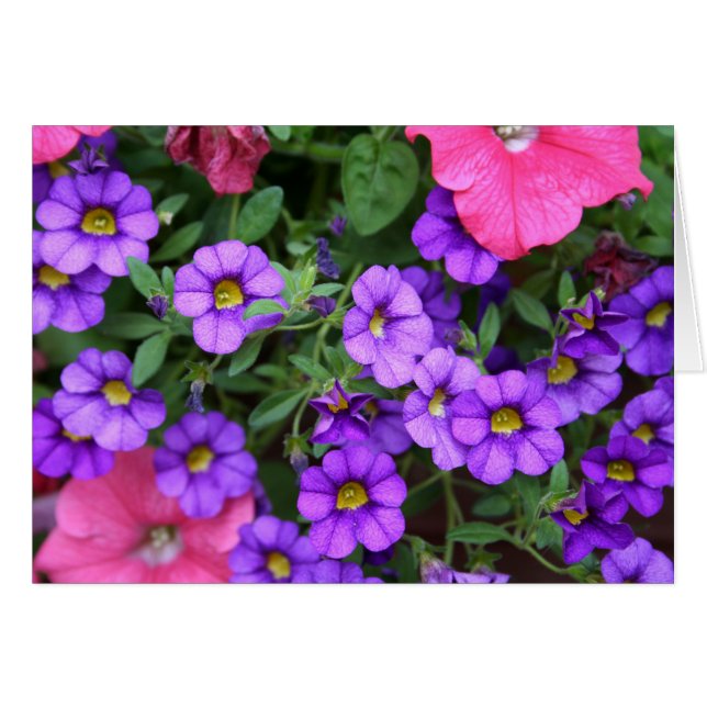 [Colourful Flowers] Purple Calibrachoa Card (Front Horizontal)
