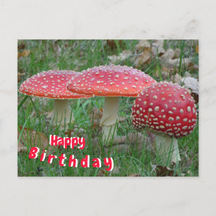 Colourful Fly Amanitas Happy Birthday Postcard