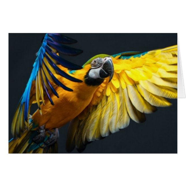 Colourful flying Ara on a dark background (Front Horizontal)