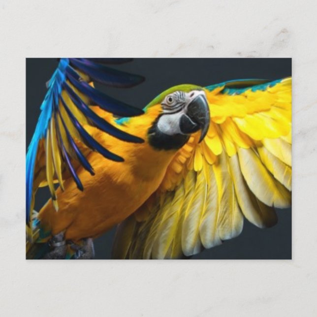 Colourful flying Ara on a dark background Postcard (Front)