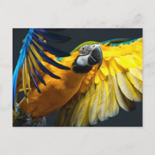 Colourful flying Ara on a dark background Postcard