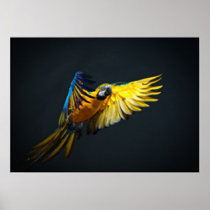 Colourful flying Ara on a dark background Poster