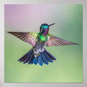 Colourful Flying Hummingbird Poster