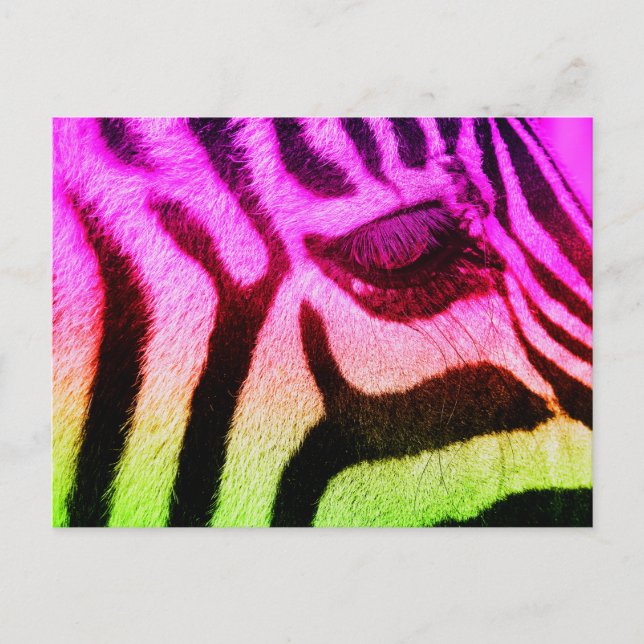 Colourful Funky Zebra Postcard (Front)