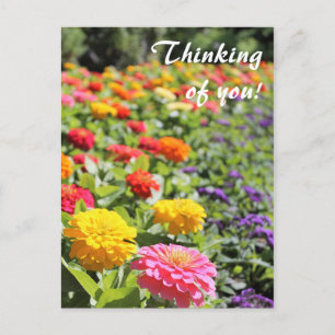 Colourful Garden Dahlias 'Thinking of you" Postcar Postcard