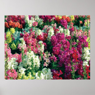 Colourful garden flowers poster
