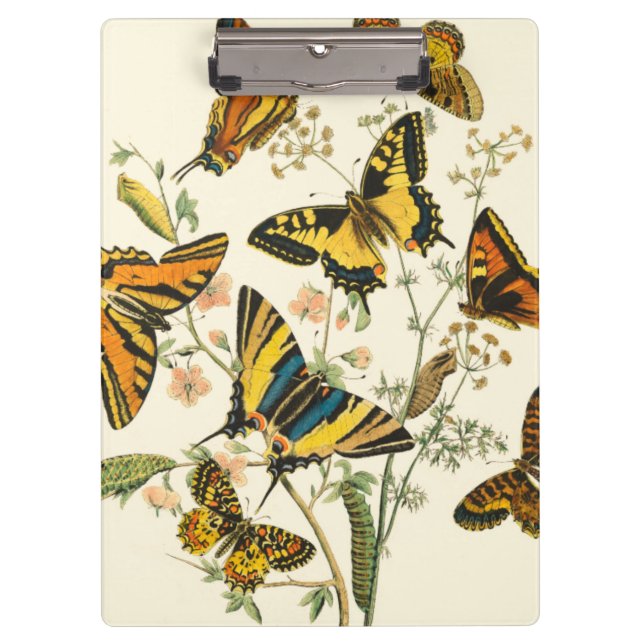Colourful Gathering of Butterflies and Caterpillar Clipboard (Front)