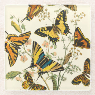 Colourful Gathering of Butterflies and Caterpillar Glass Coaster