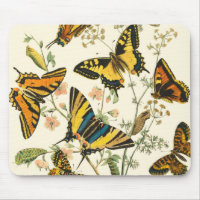 Colourful Gathering of Butterflies and Caterpillar