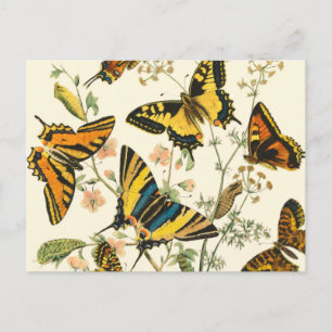 Colourful Gathering of Butterflies and Caterpillar Postcard