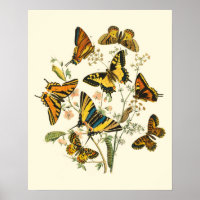 Colourful Gathering of Butterflies and Caterpillar