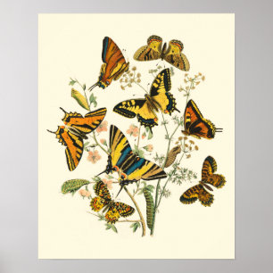 Colourful Gathering of Butterflies and Caterpillar Poster