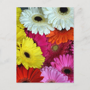 Colourful gerber flowers postcard