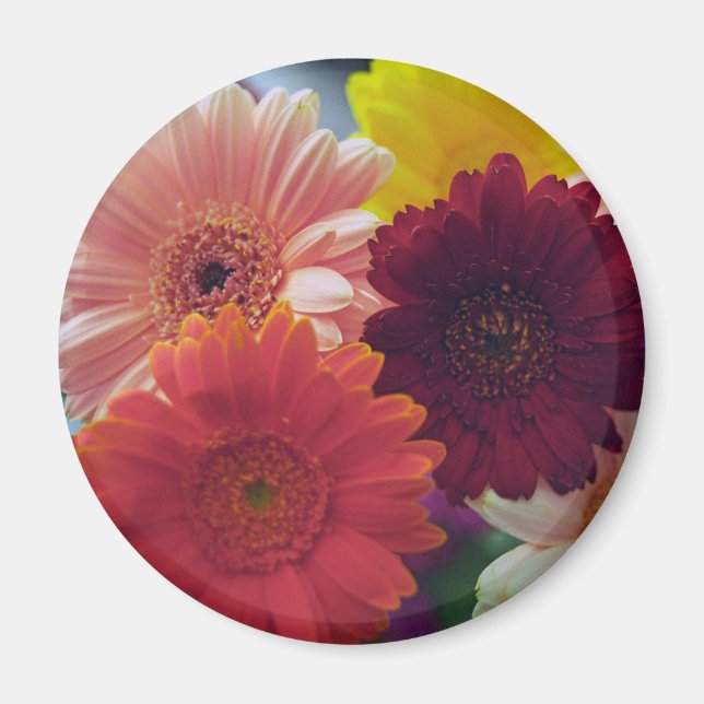 Colourful Gerbera Daisy Flower Refrigerator Magnet (Front)