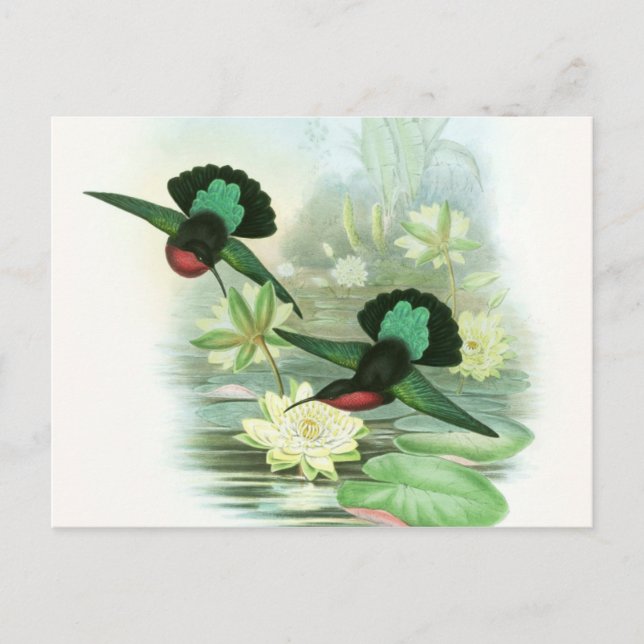 Colourful Gould Hummingbird Waterlilies Postcard (Front)