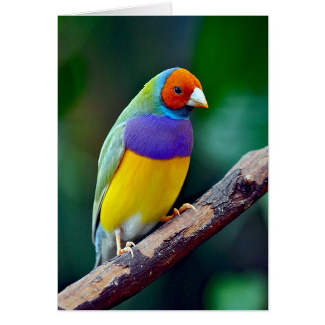 Colourful gouldian finch (Front)