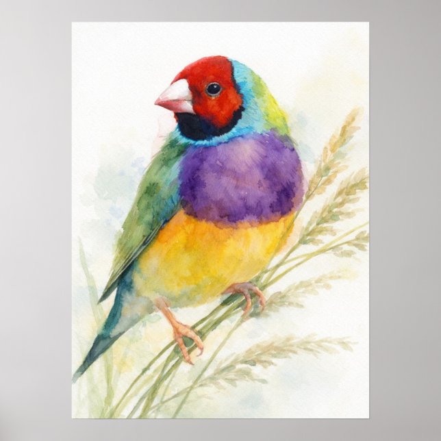 Colourful Gouldian Finch Bird Perched Poster (Front)