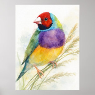 Colourful Gouldian Finch Bird Poster