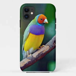 Colourful gouldian finch iPhone 11 case