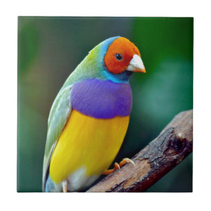 Colourful gouldian finch ceramic tile