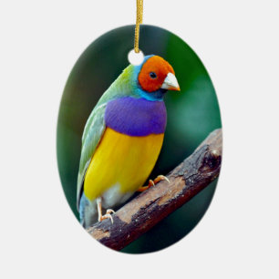 Colourful gouldian finch ceramic tree decoration