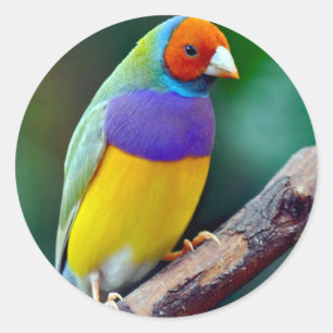 Colourful gouldian finch classic round sticker