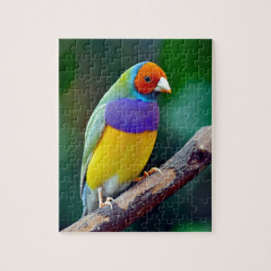 Colourful gouldian finch jigsaw puzzle