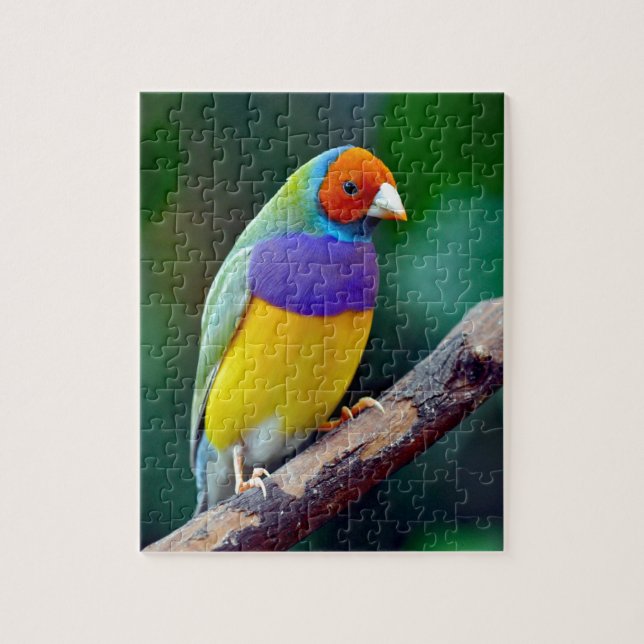 Colourful gouldian finch jigsaw puzzle (Vertical)