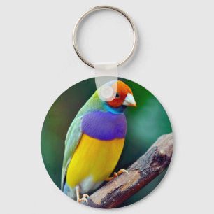Colourful gouldian finch key ring