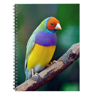Colourful gouldian finch notebook