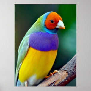 Colourful gouldian finch poster