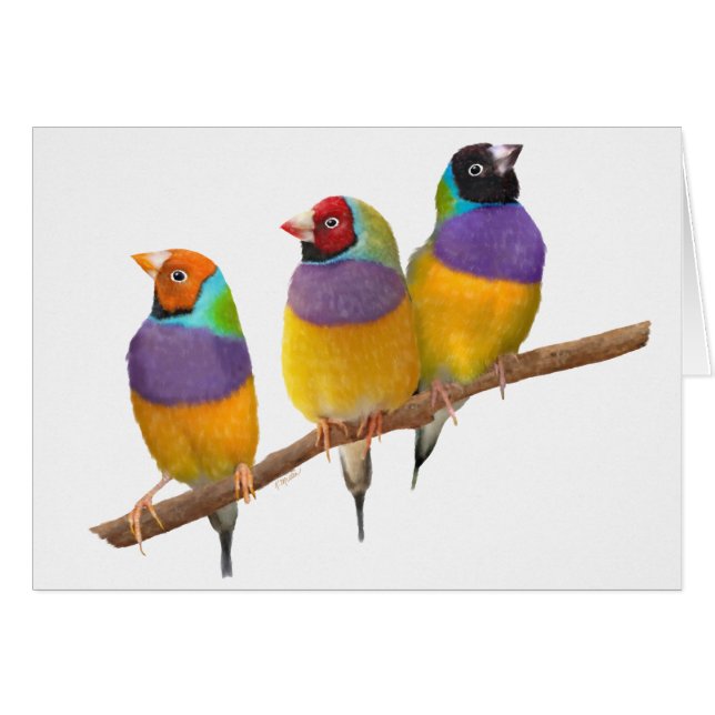 Colourful Gouldian Finches in Pastels (Front Horizontal)