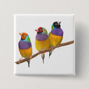 Colourful Gouldian Finches in Pastels 15 Cm Square Badge