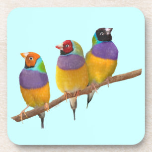 Colourful Gouldian Finches in Pastels Coaster