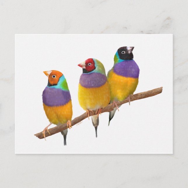 Colourful Gouldian Finches in Pastels Postcard (Front)