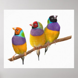 Colourful Gouldian Finches in Pastels Poster