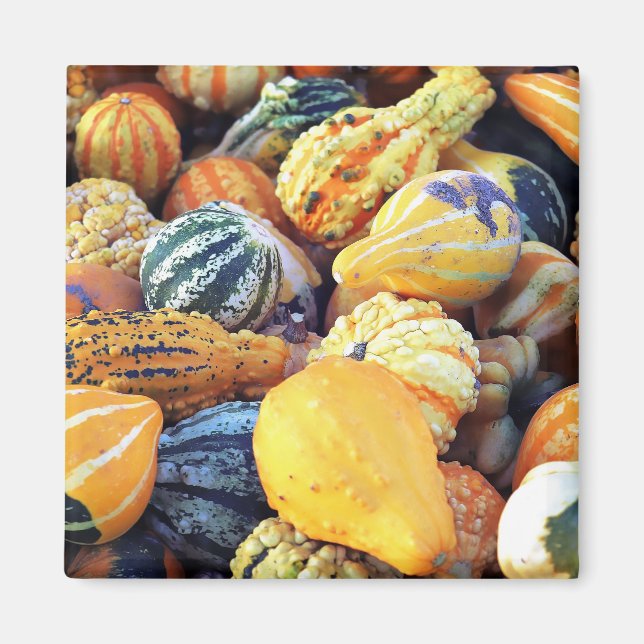 Colourful Gourds Close Up  Magnet (Front)