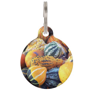 Colourful Gourds Close Up Pet Tag