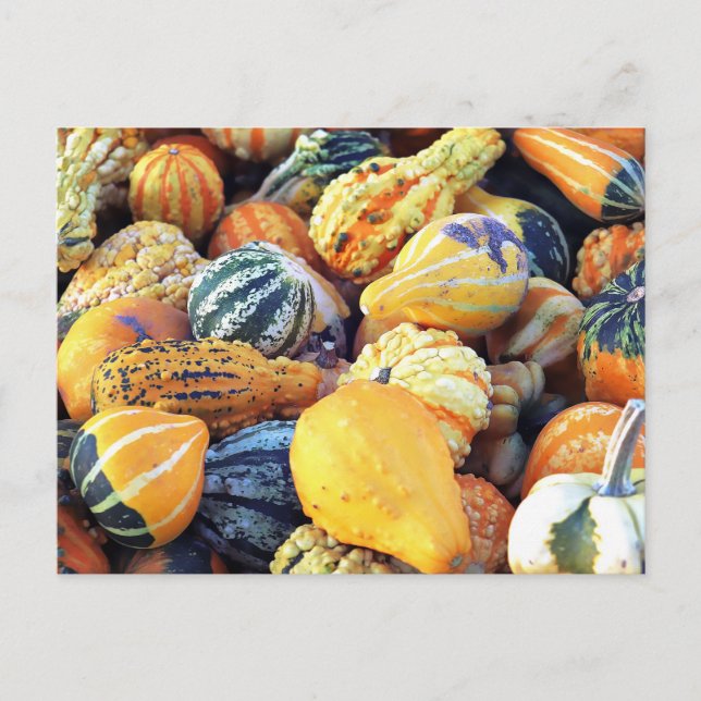Colourful Gourds Close Up  Postcard (Front)