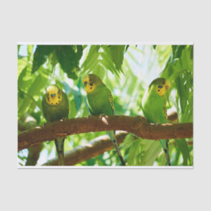 Colourful Green Budgies on a Tree Branch Tissue Paper